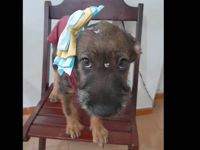 Cachorro ra a SRD-ViraLata idade 2 a 6 meses nome Filhote 4 meses
