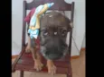 Filhote 4 meses