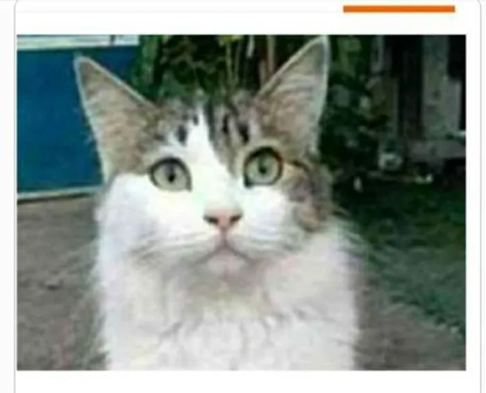 Gato raça srd idade 1 ano nome FIONA