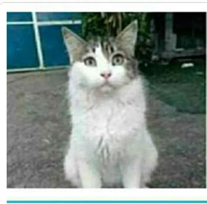 Gato raça srd idade 1 ano nome FIONA