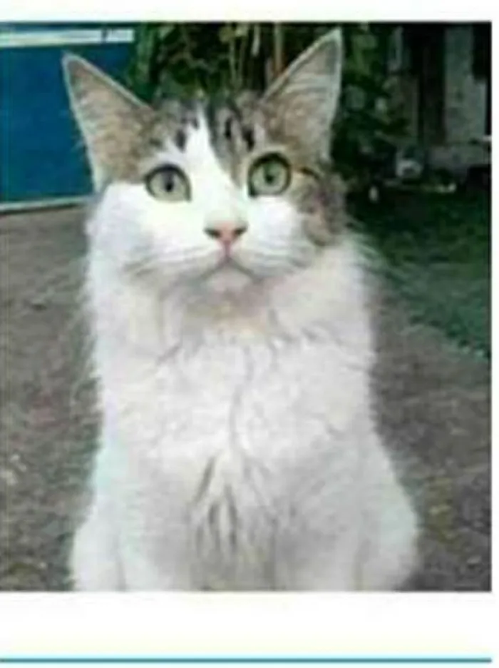 Gato raça srd idade 1 ano nome FIONA