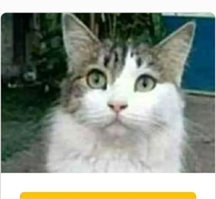 Gato raça srd idade 1 ano nome FIONA
