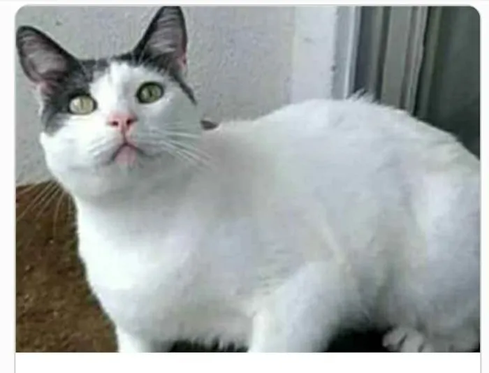 Gato ra a srd idade 2 anos nome JOHN