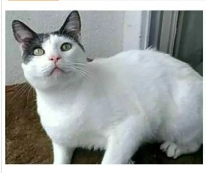 Gato ra a srd idade 2 anos nome JOHN