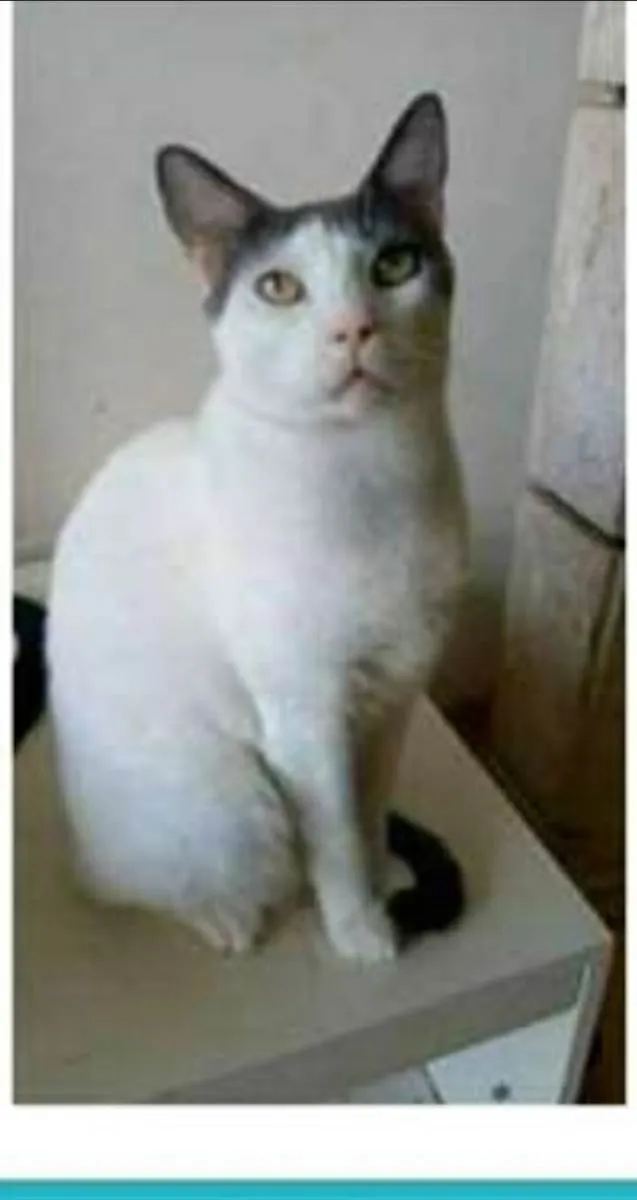 Gato ra a srd idade 2 anos nome JOHN