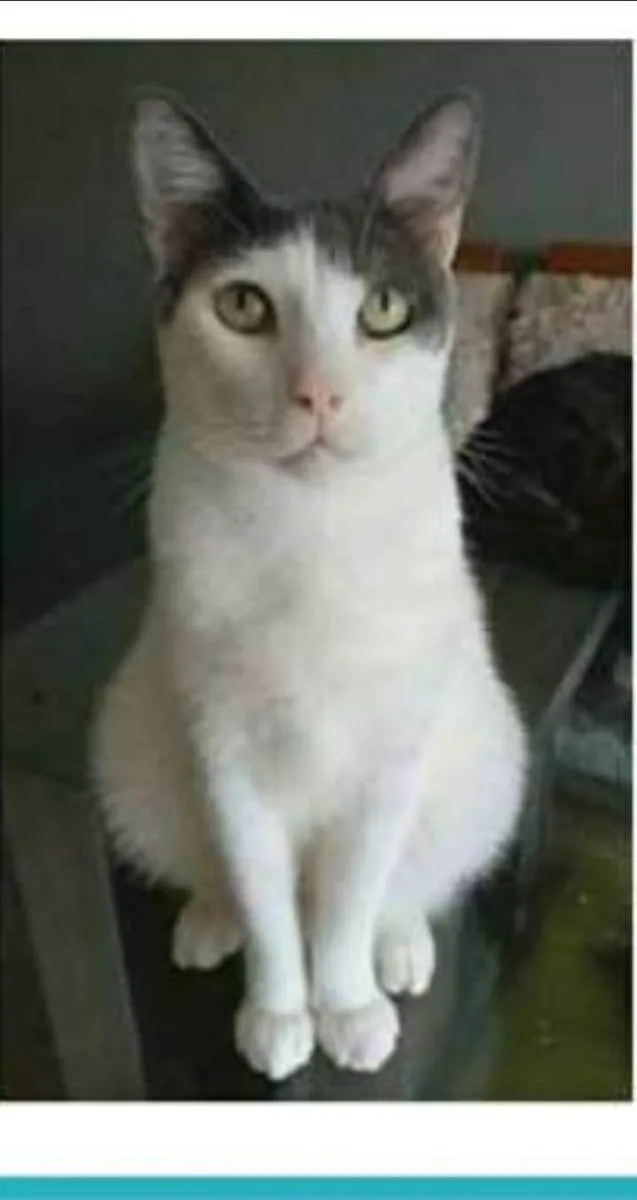 Gato ra a srd idade 2 anos nome JOHN