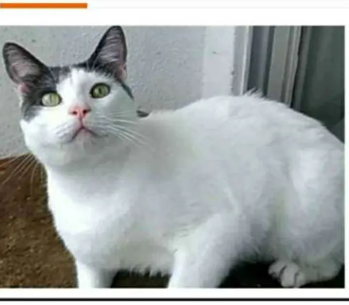 Gato ra a srd idade 2 anos nome JOHN