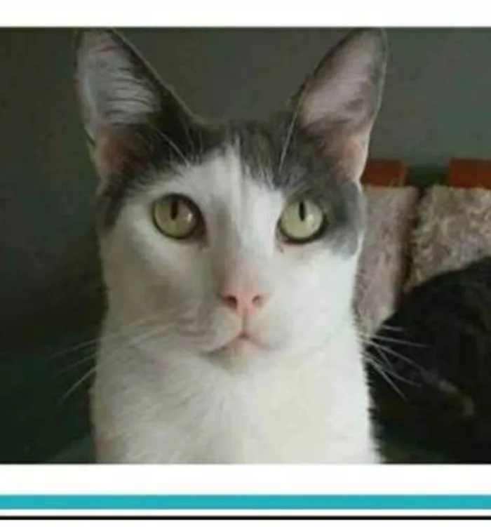 Gato ra a srd idade 2 anos nome JOHN