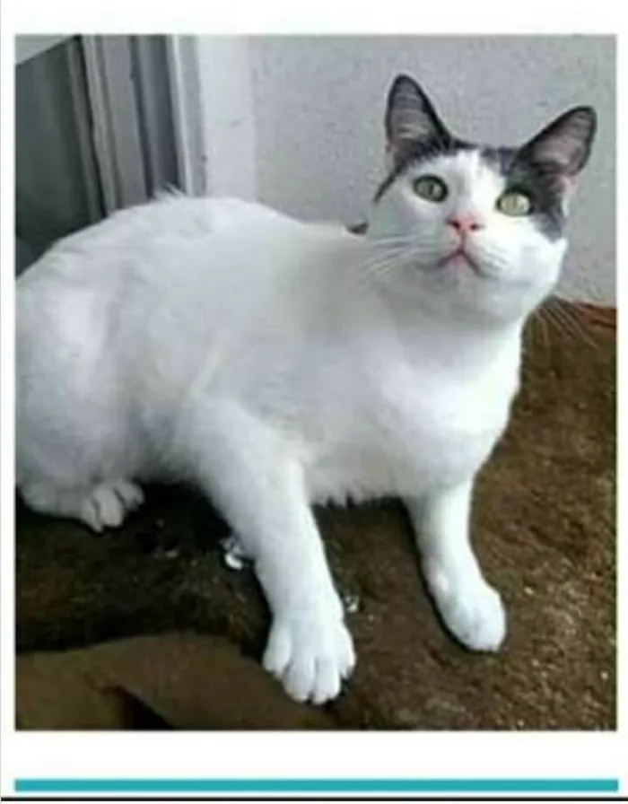 Gato ra a srd idade 2 anos nome JOHN