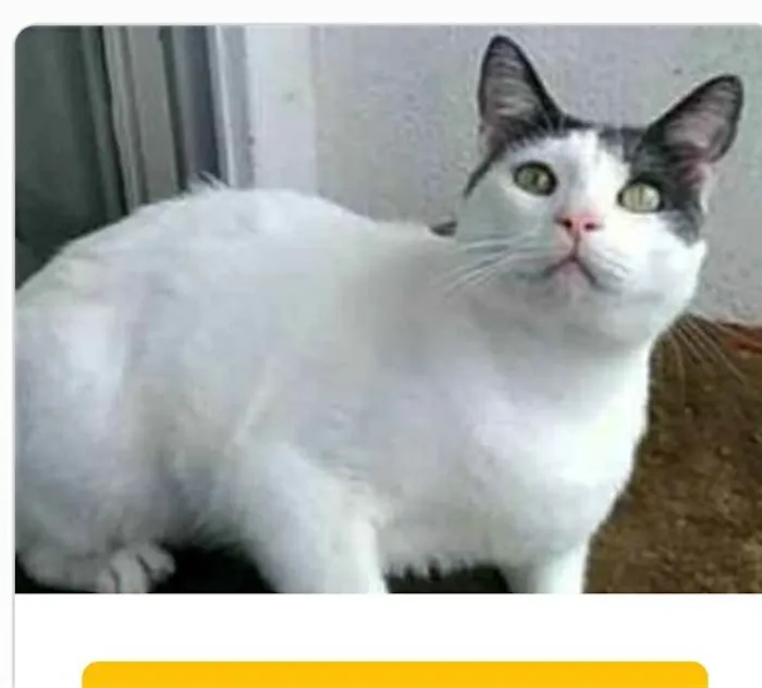 Gato ra a srd idade 2 anos nome JOHN