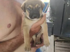 Cachorro raça SRD-ViraLata idade Abaixo de 2 meses nome Sem nome