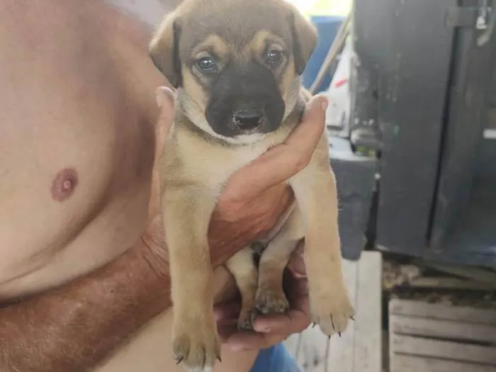 Cachorro ra a SRD-ViraLata idade Abaixo de 2 meses nome Sem nome