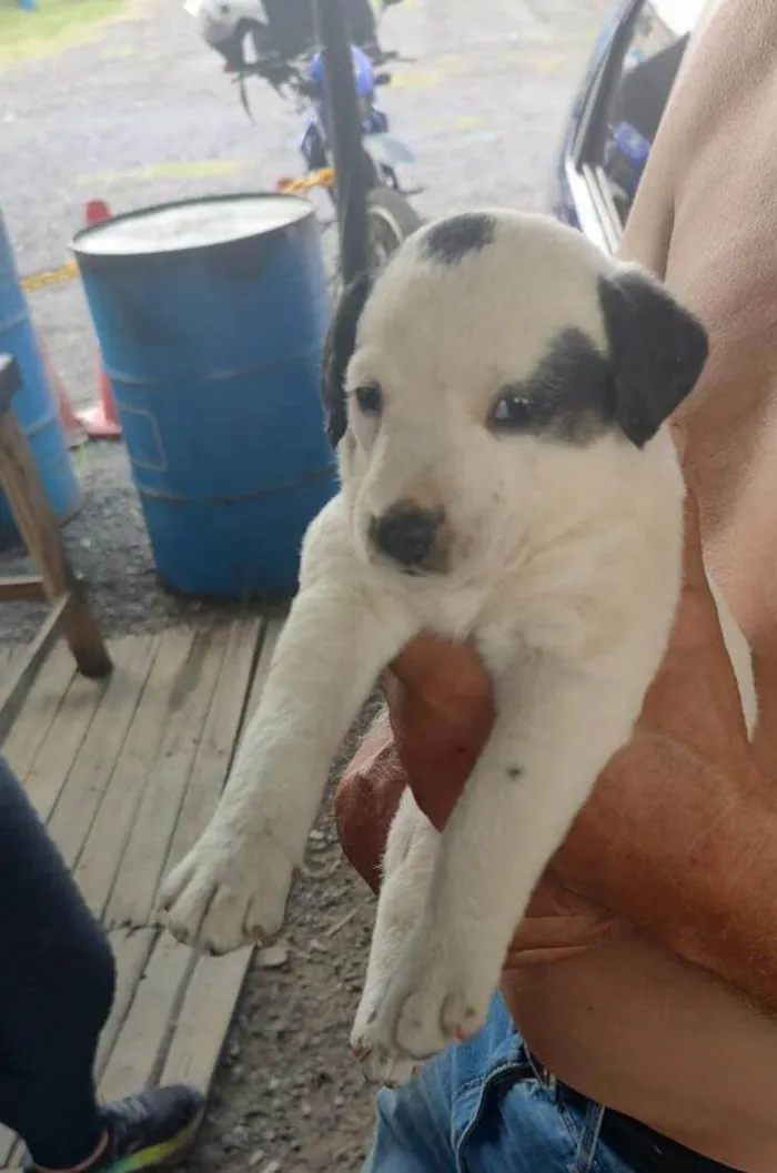 Cachorro ra a SRD-ViraLata idade Abaixo de 2 meses nome Sem nome