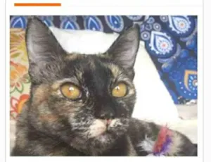 Gato raça srd escaminha  idade 1 ano nome LUÍSA