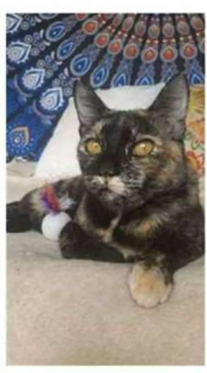 Gato ra a srd escaminha  idade 1 ano nome LUÍSA