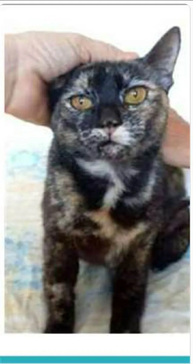 Gato ra a srd escaminha  idade 1 ano nome LUÍSA
