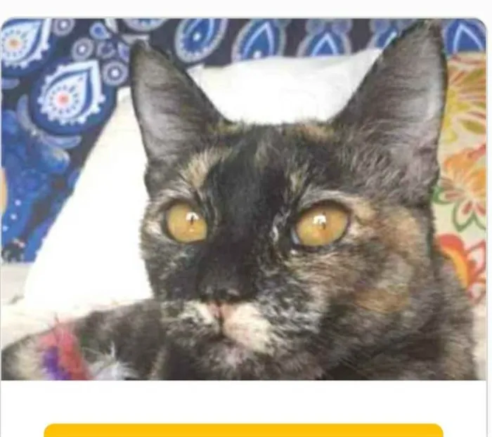 Gato ra a srd escaminha  idade 1 ano nome LUÍSA