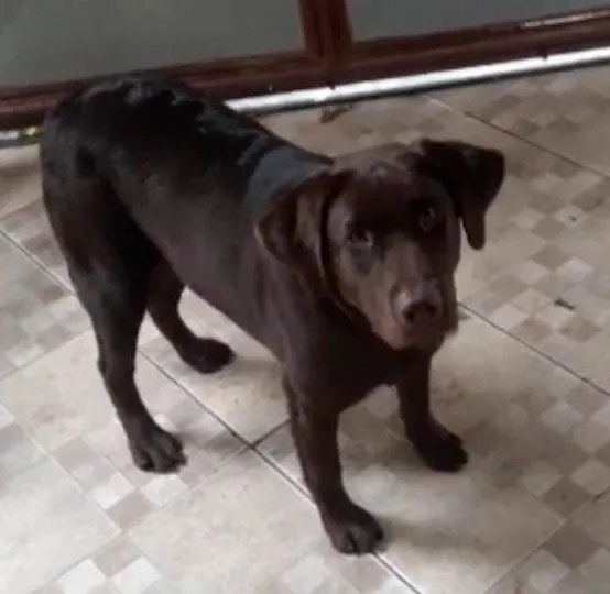 Cachorro ra a Labrador idade 3 anos nome Joaninha