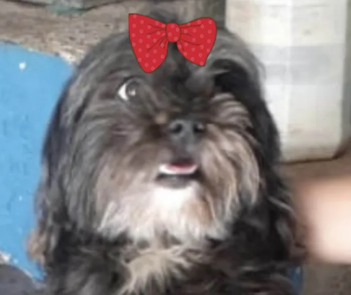 Cachorro ra a Mestica  idade 2 anos nome Amora 