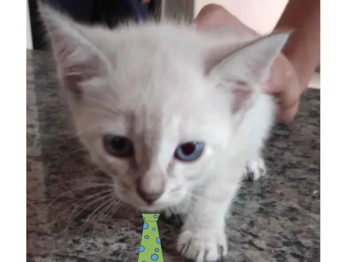 Gato ra a Mestico  idade 2 a 6 meses nome Pingo 