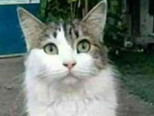 Gato raça srd idade 1 ano nome FIONA