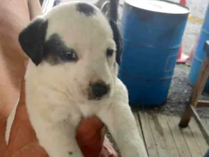 Cachorro raça SRD-ViraLata idade Abaixo de 2 meses nome Sem nome