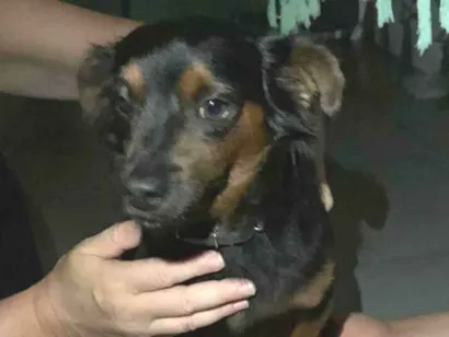 Cachorro raça SRD-ViraLata idade 3 anos nome Não sei