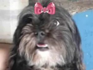 Cachorro raça Mestica  idade 2 anos nome Amora 