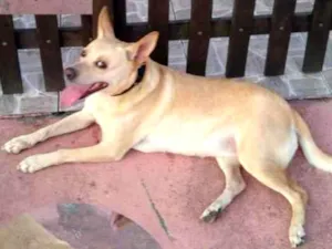 Cachorro raça SRD-ViraLata idade  nome Não sei 