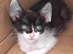 Gato raça SRD-ViraLata idade Abaixo de 2 meses nome Lola