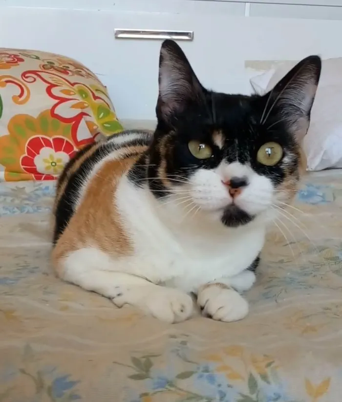 Gato ra a SRD-ViraLata idade 1 ano nome Sara