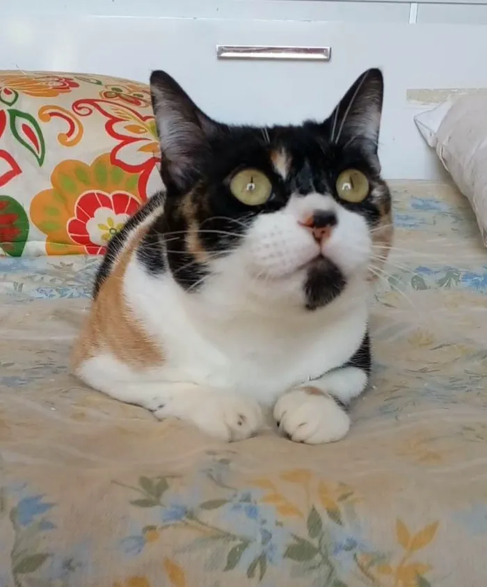 Gato ra a SRD-ViraLata idade 1 ano nome Sara