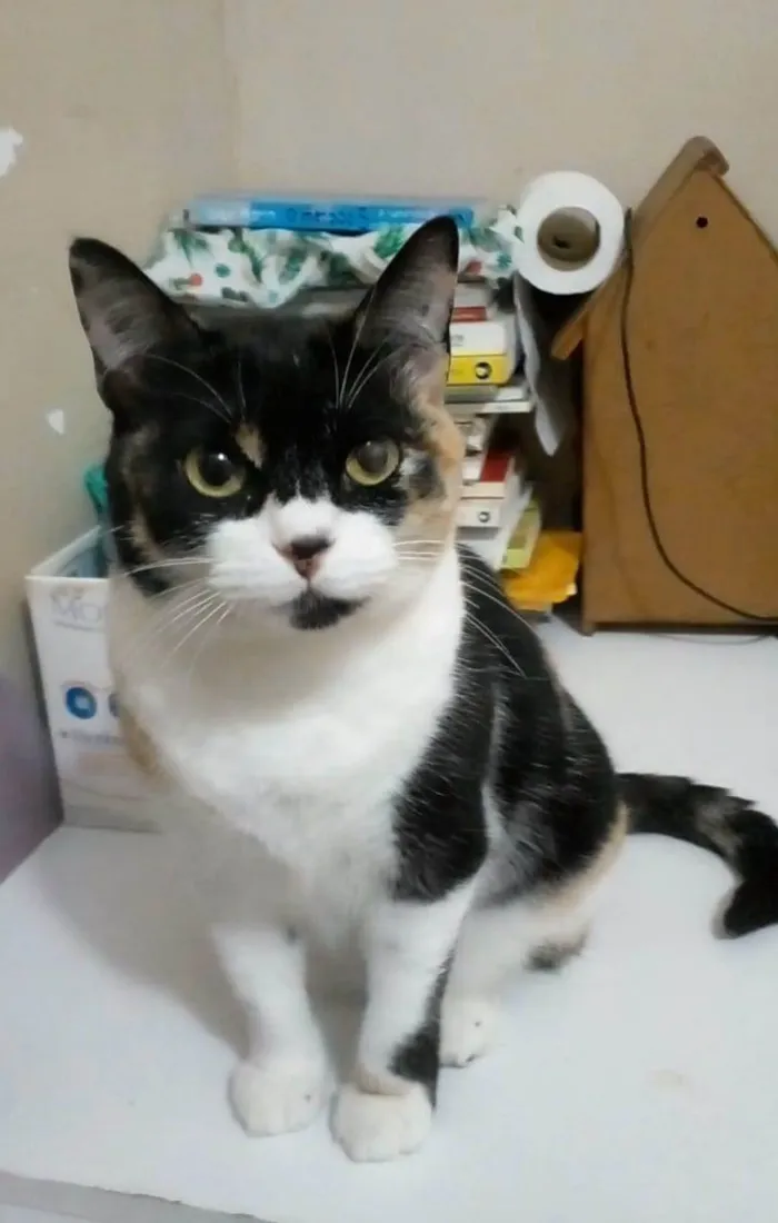 Gato ra a SRD-ViraLata idade 1 ano nome Sara