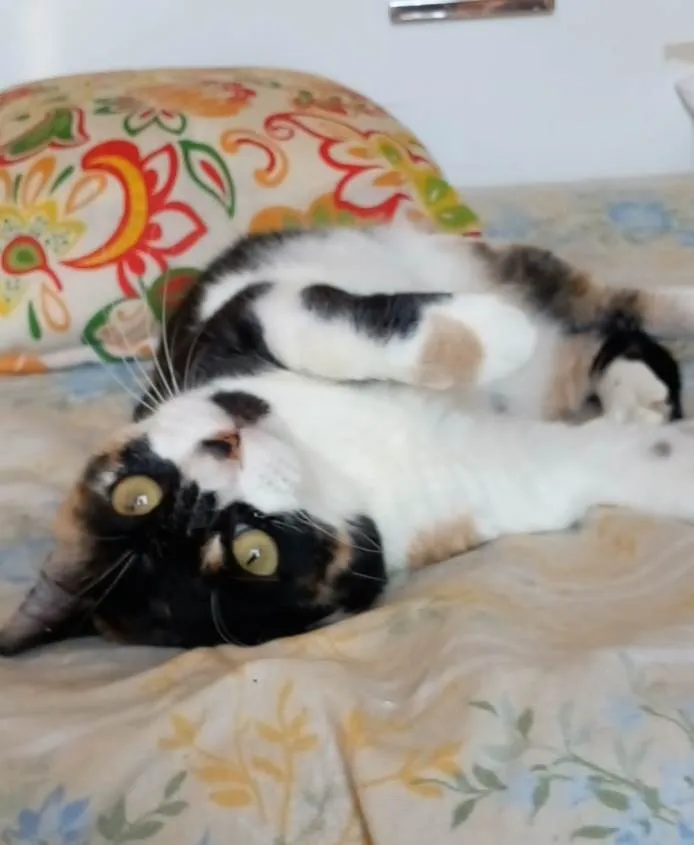 Gato ra a SRD-ViraLata idade 1 ano nome Sara