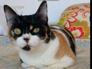 Gato raça SRD-ViraLata idade 1 ano nome Sara