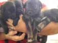 4 Filhotes vira lata