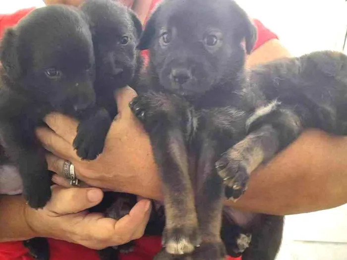 Cachorro ra a SRD idade Abaixo de 2 meses nome 4 Filhotes vira lata
