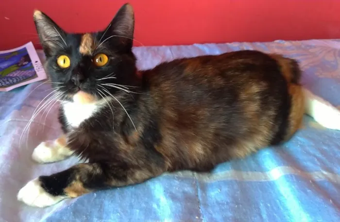 Gato ra a SRD-ViraLata idade 2 a 6 meses nome Scarllet 