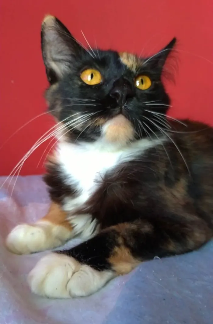 Gato ra a SRD-ViraLata idade 2 a 6 meses nome Scarllet 