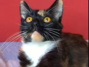 Gato raça SRD-ViraLata idade 2 a 6 meses nome Scarllet 
