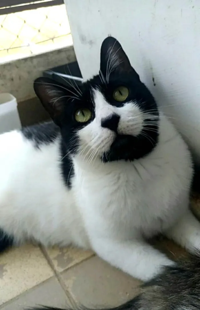 Gato ra a SRD-ViraLata idade 2 anos nome Filó 