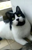 Filó