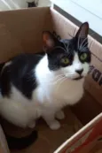 Filó
