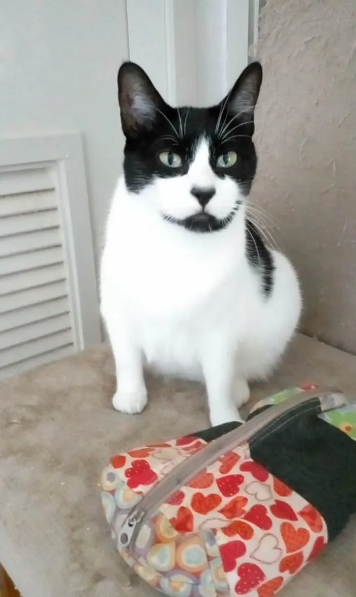 Gato ra a SRD-ViraLata idade 2 anos nome Filó 