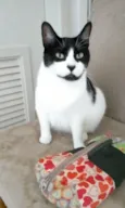 Filó