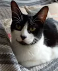 Filó