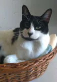 Filó