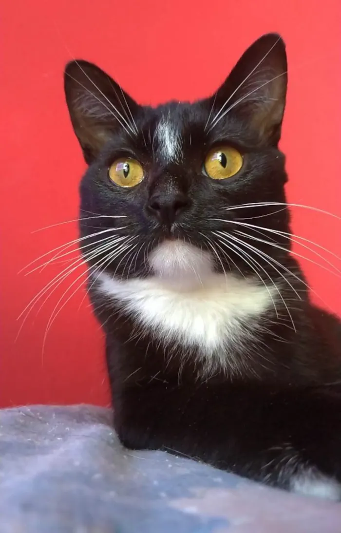 Gato ra a SRD-ViraLata idade 2 a 6 meses nome DARIN 