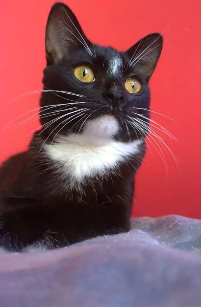 Gato ra a SRD-ViraLata idade 2 a 6 meses nome DARIN 
