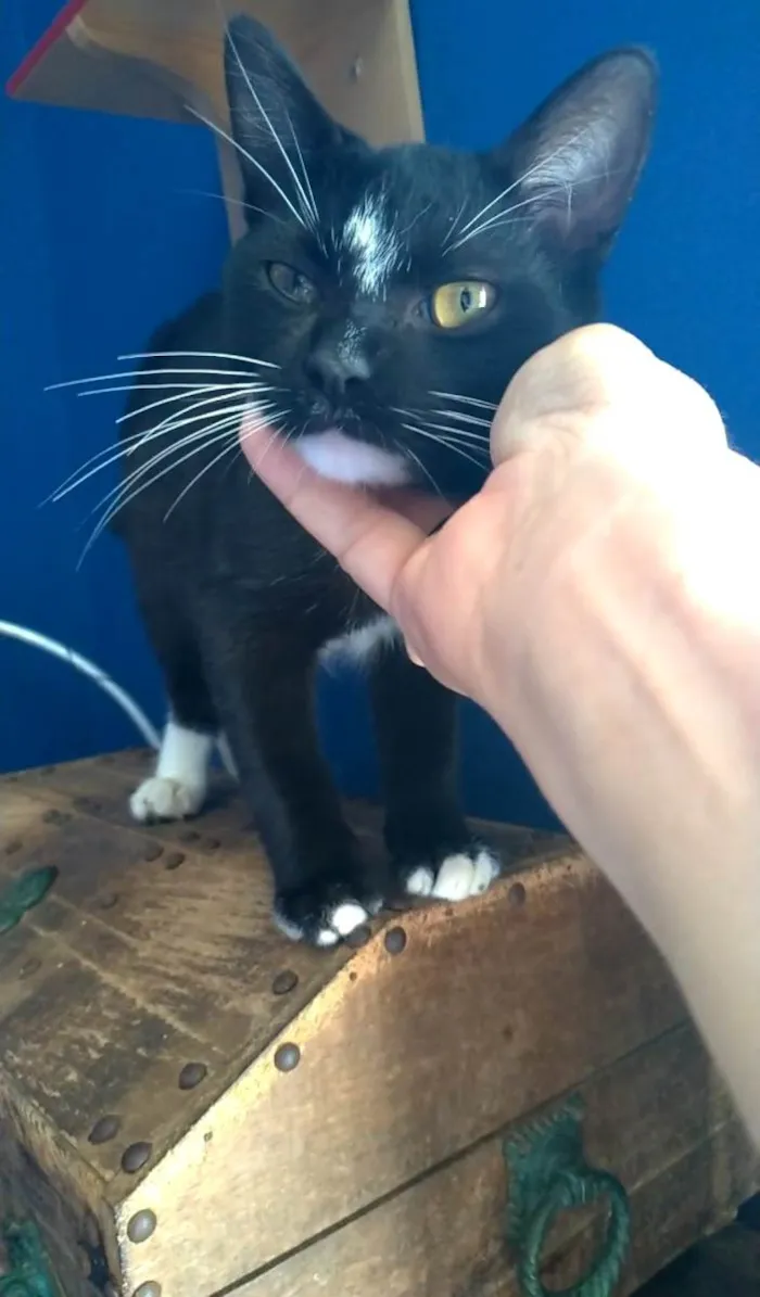 Gato ra a SRD-ViraLata idade 2 a 6 meses nome DARIN 